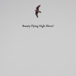 Beauty Flying High Above - 3/22/13
