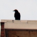 Crow at BS 3/7/13