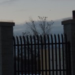 Crows Gathering Near BeeBee Station 3/1/13