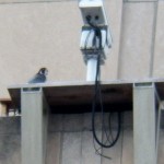 UT at Nest Box 3/19/13