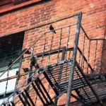 Starlings on top of fire escape on Wilder Bldg - 3/17/13