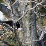 Crow with Pigott's Leftovers at BS 3/7/13