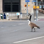 Goose on Broad St Bridge - Had to Escort Him Off the Bridge - 3/31/13