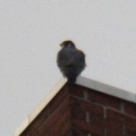 Tiercel Waiting Not So Patiently Nearby 3/19/13