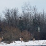 Stampeding Deer at BS 3/1/14