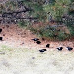 Red Winged Blackbirds - 3/16/13