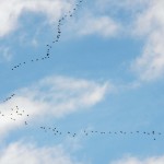 1,000's of Canada Geese Heading NW over the city 3/10/13