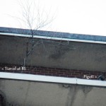 Tiercel & Pigott on Tree Ledge with Food - 3/19/13
