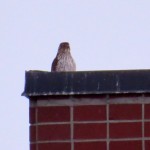 img_0170-coopers-hawk-on-bca