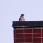 img_0171-coopers-hawk