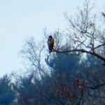 img_0627-eagle-or-hawk