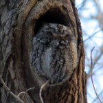 img_0821-eastern-screech-owl