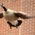img_1165-goose-taking-off-from-lower-roof-at-bs