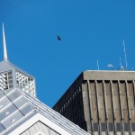 A Group of 4 Turkey Vultures Soaring Above the Xerox Tower 4/25/13