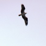 Osprey Flying Over Broad St Bridge 4/25/13