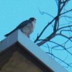 Dot.ca eats the remainder of Pigott's meal on the tree ledge at the east end of the bldg. - 4/3/13