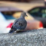 Mourning Dove Visits 4/23/13
