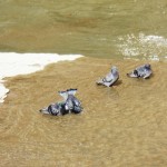 Pigeons Bathing on the River 4/25/13