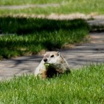 Groundhog at BS 4/27/13