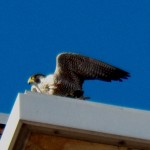 Pigott with a pigeon on the SW corner of the west Ext. - 4/3/13