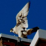 Pigott with a pigeon on the SW corner of the west Ext. - 4/3/13