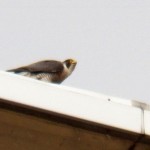 Pigott eating on the west extension - 4/2/13