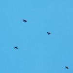 Cormorants Migrating Through - 4/7/13