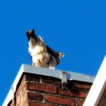 Pigott with a pigeon on the SW corner of the west Ext. - 4/3/13