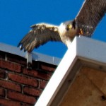 After finishing her meal, Pigott cached the remainder on a lower ledge. - 4/3/13