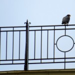 img_3673-beauty-on-widows-walk