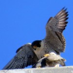 img_3971-mating-falcon-style