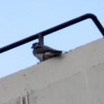 img_3999-unbanded-falcon
