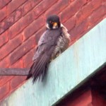 img_4551-dc-watching-starlings