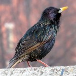 img_6444-starling-was-talking-to-me-on-the-bsb