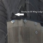 Beauty on the SE Wing Ledge TSB - 5/17/13