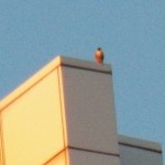Tiercel (Don't know which one for sure) at the top of the Chase Tower - 5/16/13