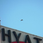 Dot.ca Flying High Above the Hyatt - 5/11/13