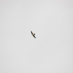Falcon over BS location - 5/14/13