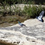 Pigeons on the River - 5/15/13