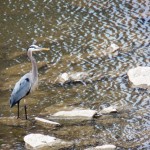 Beauty's Target - The Great Blue Heron - 5/21/13