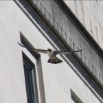 Unknown Unbanded Tiercel Flying in Front of the Library 5/16/13