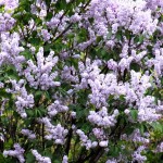 Lilacs Blooming in the Flower City 5/10/13