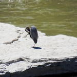 Great Blue Heron on River Rock 5/26/13