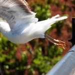 Buddy the Gull Visited with me for awhile and then took off to join his friends! 5/26/13