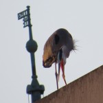img_0020-gbh-on-rundell-library-roof