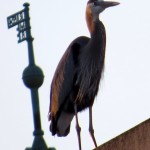 img_0022-great-blue-heron