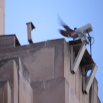 img_7259-beauty-exiting-nest-box