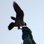 img_8432-dc-landing