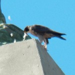 Beauty Prepping Prey on the base of the Mercury Statue 6/3/13