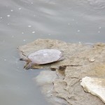 River Turtle - 6/22/13